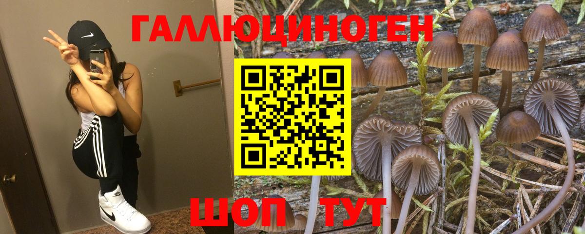 продажа наркотиков  Псилоцибиновые грибы GOLDEN TEACHER  Вход с VPN  Гусь-Хрустальный 